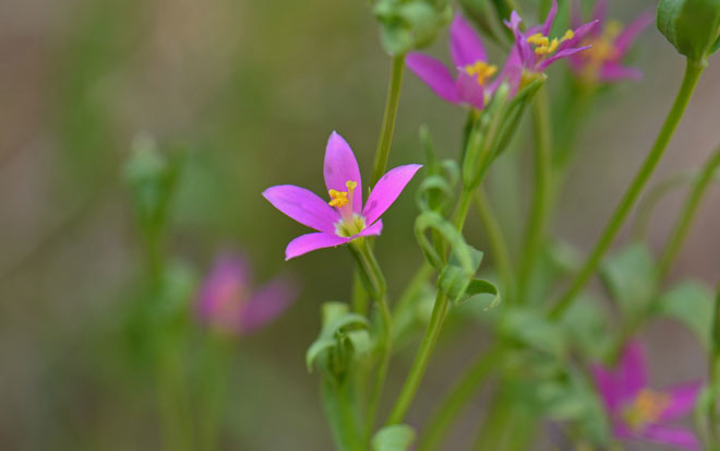 Zeltnera arizonica, Arizona Centaury 
(= Centaurium arizonicum)